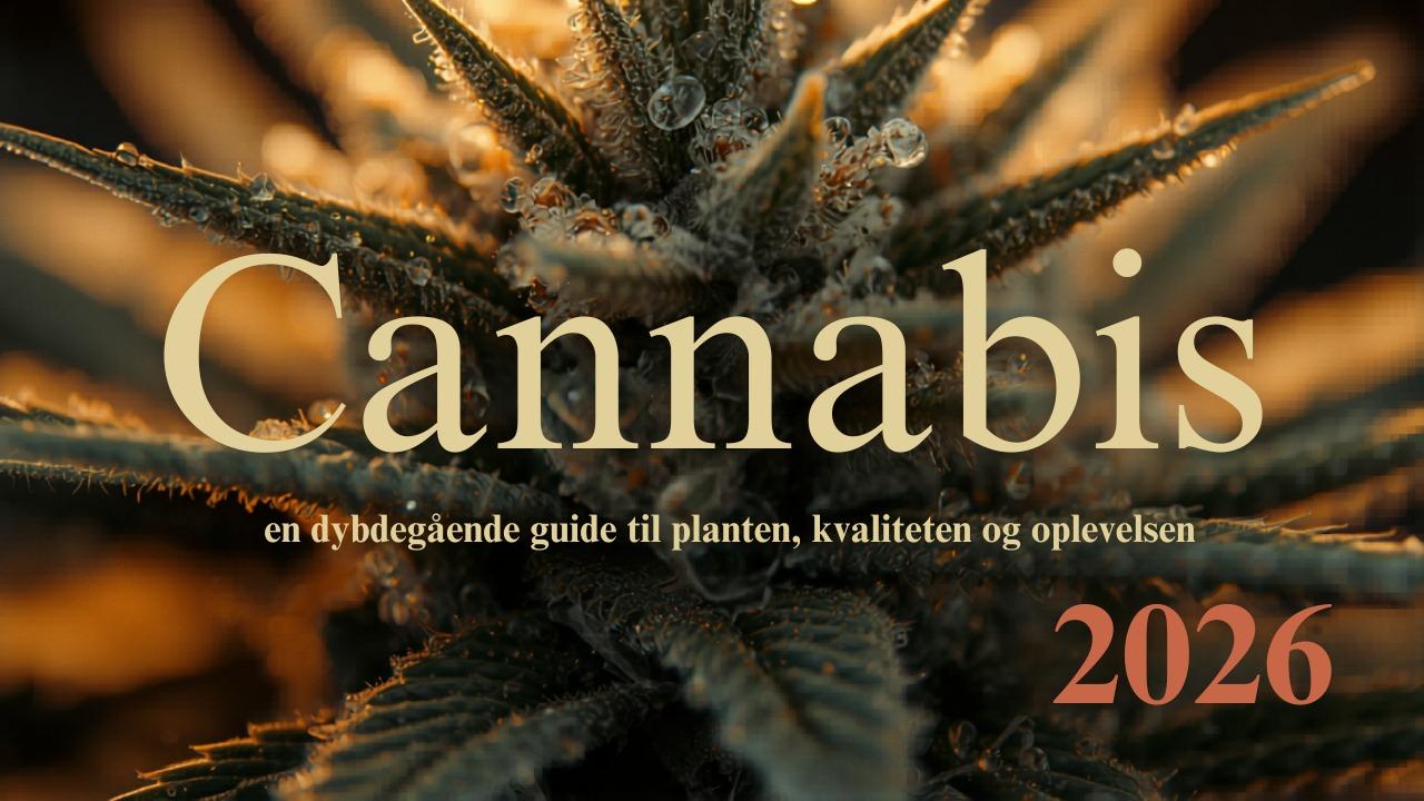 Cannabis - en dybdegående guide til planten, kvaliteten og oplevelsen